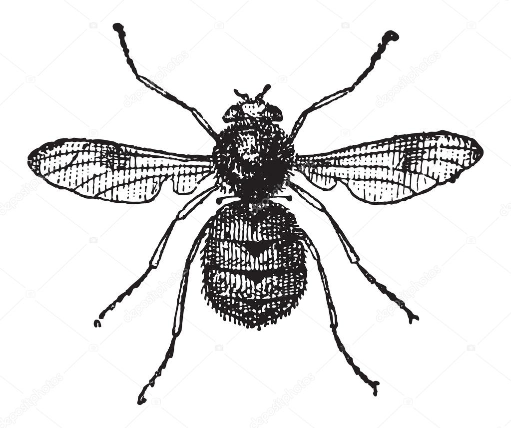 Botfly or Oestridae, vintage engraving