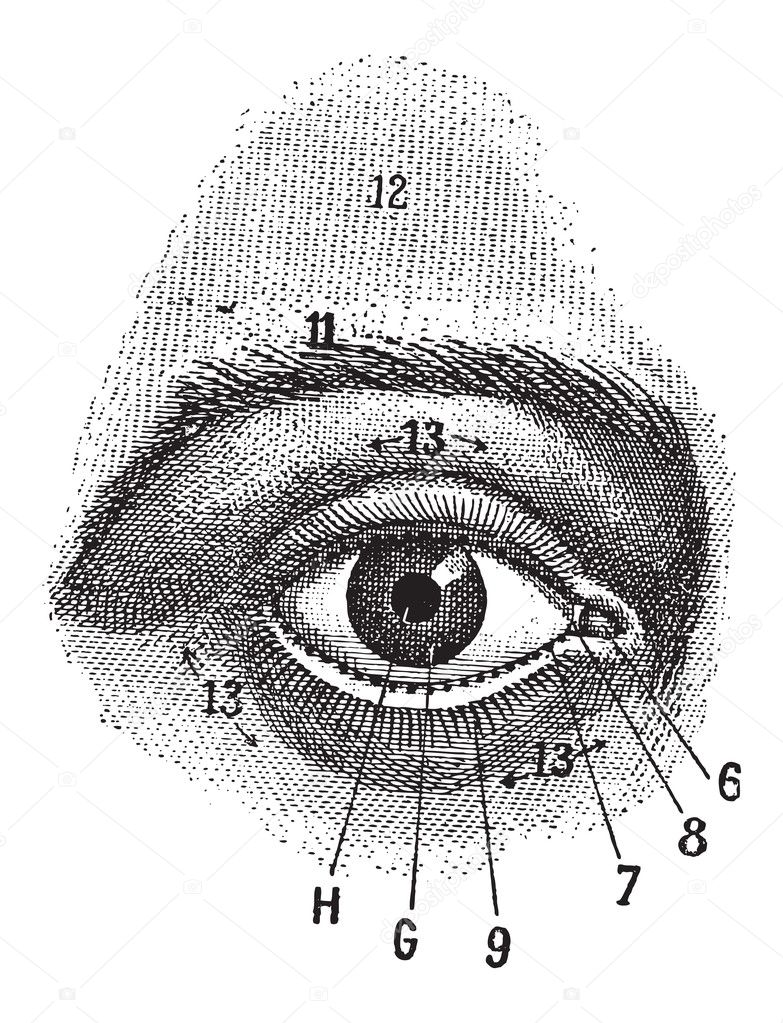 External View of the Human Eye, vintage engraving