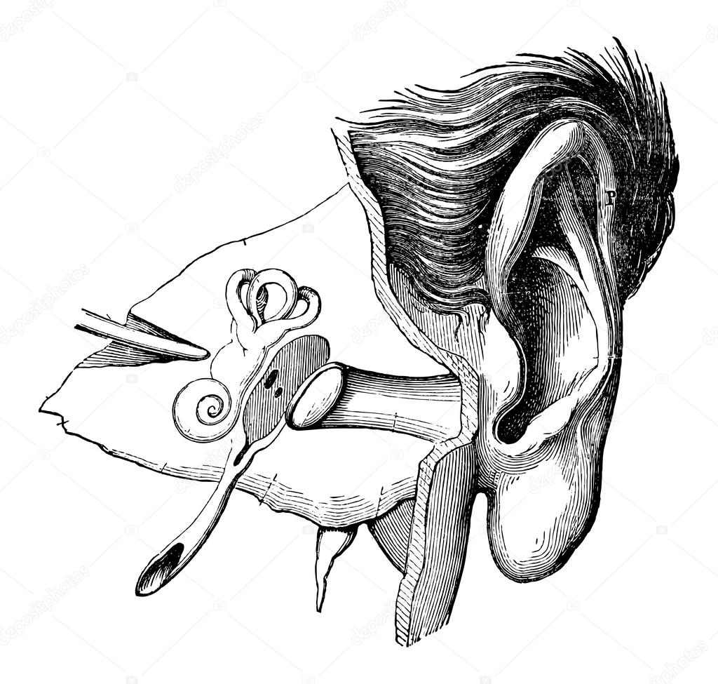 Parts of the Human Ear, vintage engraving