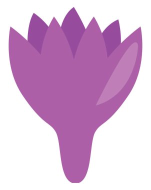 Mor safran çiçeği, illüstrasyon, vektör, beyaz arka planda..