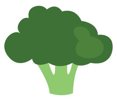 Beyaz arkaplanda yeşil brokoli, illüstrasyon, vektör.