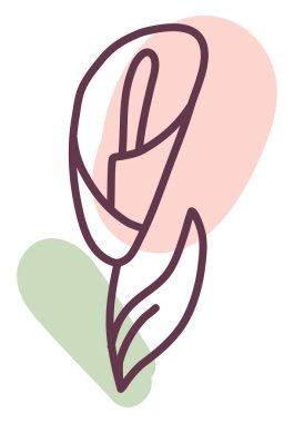 Güzel kalla çiçeği, illüstrasyon, vektör, beyaz arkaplanda.