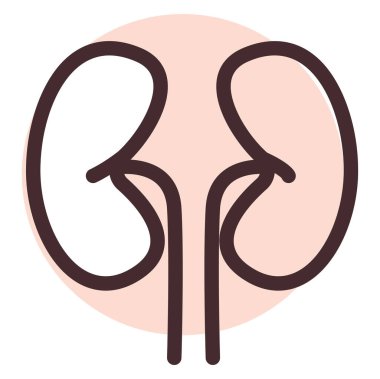 Beyaz arka planda insan böbrekleri, illüstrasyon, vektör..