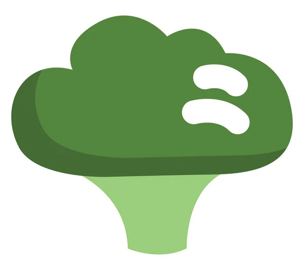 Zelená Brokolice Ilustrace Vektor Bílém Pozadí — Stockový vektor