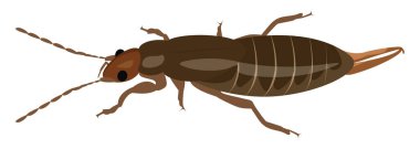 Earwig bug, illustration, vector on a white background. clipart