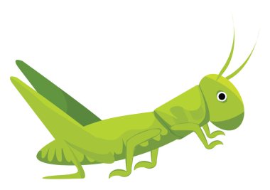 Çekirge, illüstrasyon, beyaz arkaplan üzerindeki vektör.