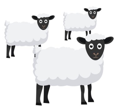 Beyaz koyunlar, illüstrasyon, beyaz arkaplanda vektör.