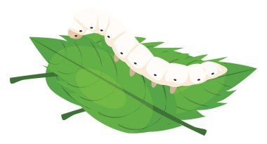 Silk worm, illustration, vector on a white background. clipart