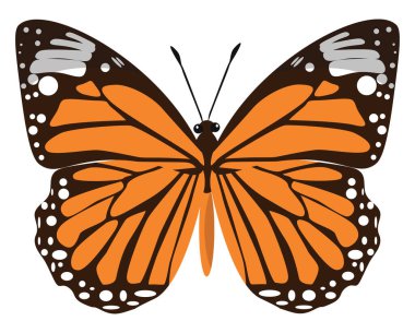 Turuncu kelebek, illüstrasyon, beyaz arkaplanda vektör.
