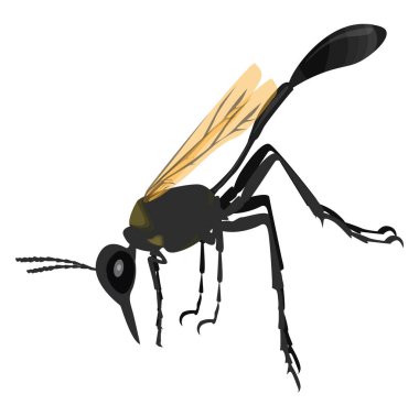 Büyük eşekarısı, illüstrasyon, beyaz arkaplanda vektör.