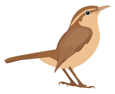 Wren kuşu, illüstrasyon, beyaz arkaplandaki vektör.