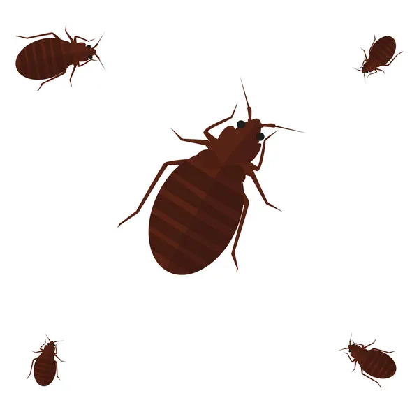 Beb Bug Illustration Vector White Background — Stock Vector
