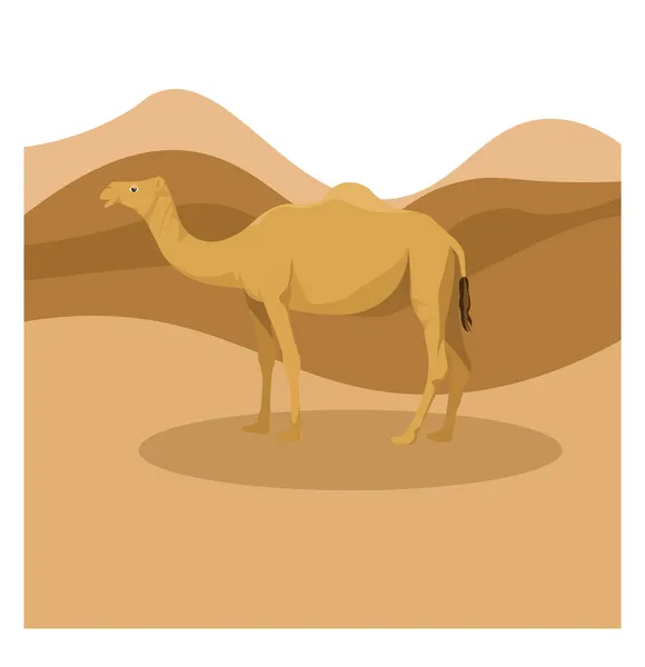 Верблюд Песке Иллюстрация Вектор Белом Фоне — стоковый вектор