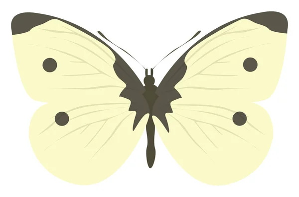 Капустная Бабочка Иллюстрация Вектор Белом Фоне — стоковый вектор
