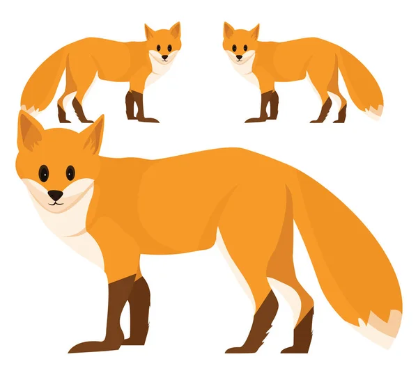 Orange Fox Animal Illustration Vector White Background — Stock Vector