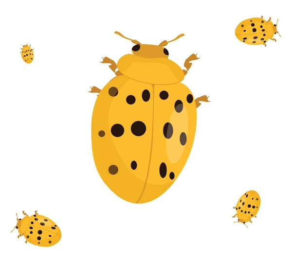 Coccinelle Mexicain Illustration Vecteur Sur Fond Blanc — Image vectorielle