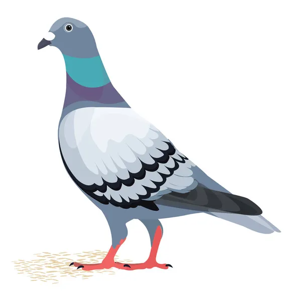 Pigeon Oiseau Illustration Vecteur Sur Fond Blanc — Image vectorielle