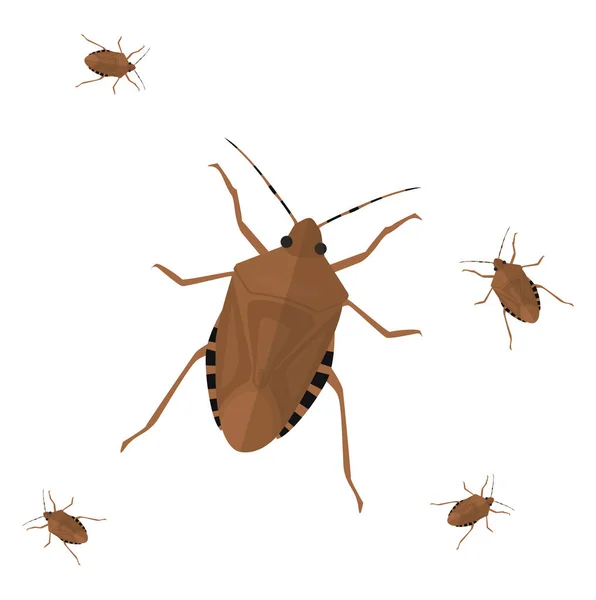 Stink Bug Illustratie Vector Een Witte Achtergrond — Stockvector