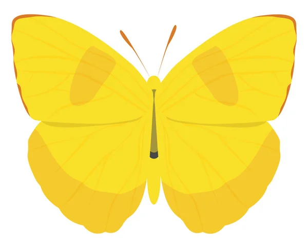 Mariposa Amarilla Ilustración Vector Sobre Fondo Blanco — Vector de stock