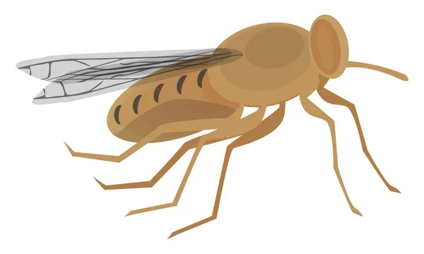 Mosca Marrone Illustrazione Vettore Sfondo Bianco — Vettoriale Stock