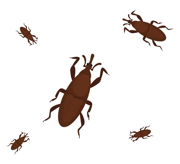 Erro Weevil Ilustração Vetor Fundo Branco — Vetor de Stock