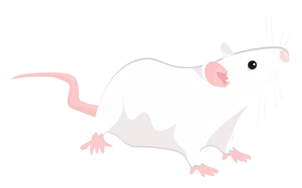 Fehér Patkány Illusztráció Vektor Fehér Alapon — Stock Vector