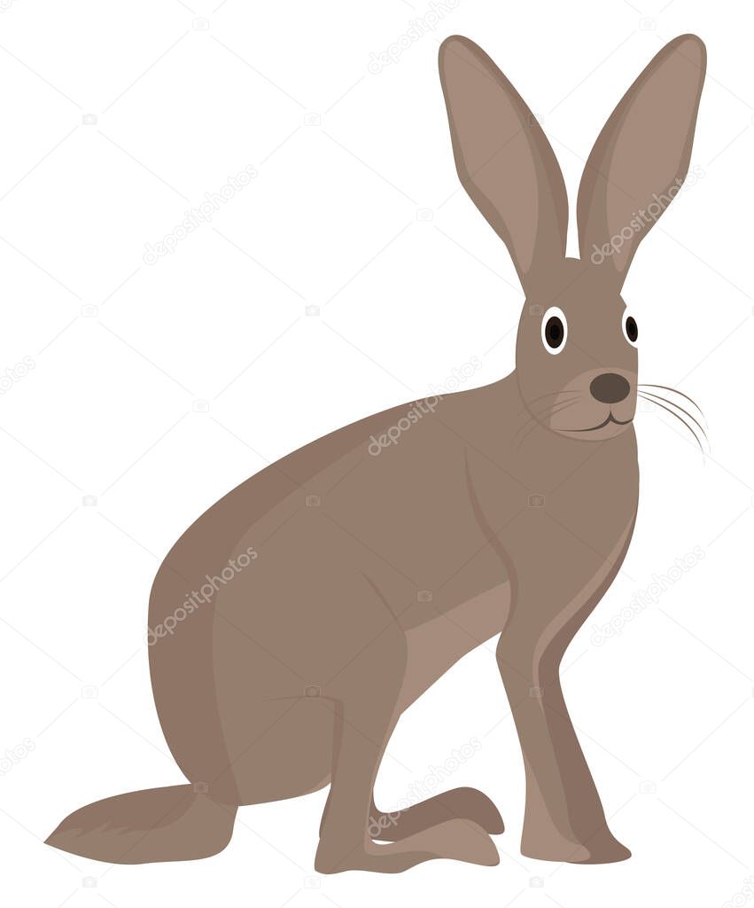 Jack rabbit, illustration, vector on a white background.