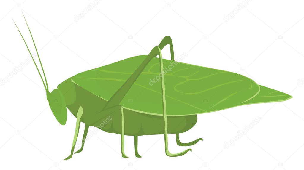 Katydid bug, illustration, vector on a white background.