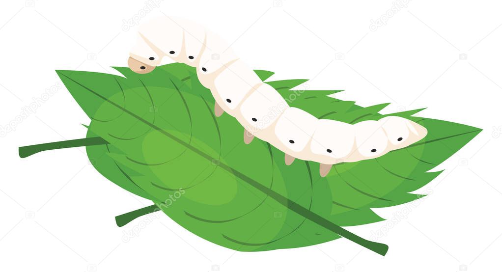 Silk worm, illustration, vector on a white background.