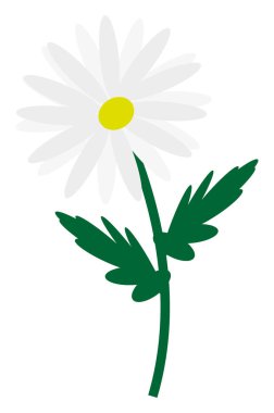 Yaz papatya çiçeği, illüstrasyon, beyaz arkaplanda vektör.