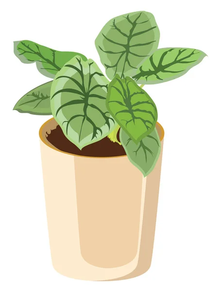 阿洛卡西亚植物 白色背景上的载体 — 图库矢量图片