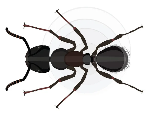 Black Ant Illustration Vector White Background — Stock Vector