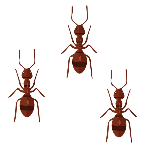 Formigas Marrons Ilustração Vetor Sobre Fundo Branco — Vetor de Stock