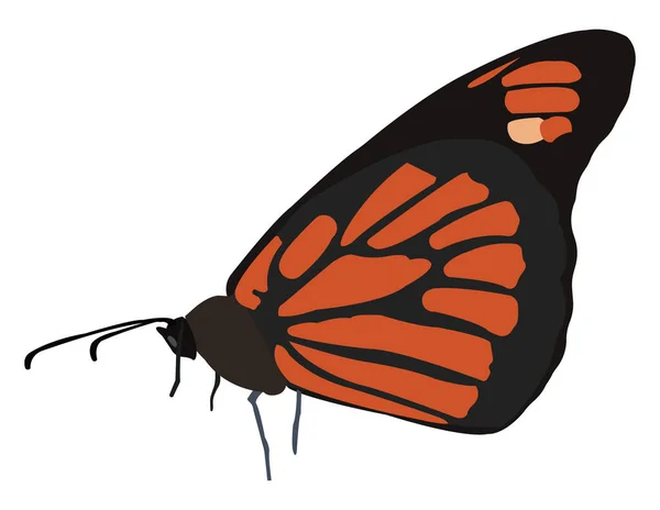 Farfalla Marrone Illustrazione Vettore Sfondo Bianco — Vettoriale Stock