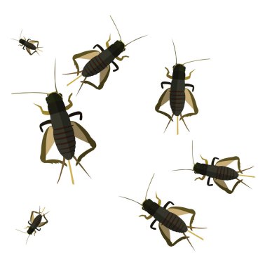 Cricket bugs, illustration, vector on a white background. clipart