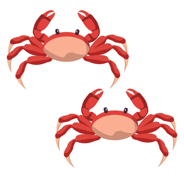 Two Crabs Illustration Vector White Background — Stock Vector