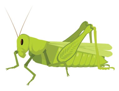 Yeşil çekirge, illüstrasyon, beyaz arkaplan üzerindeki vektör.