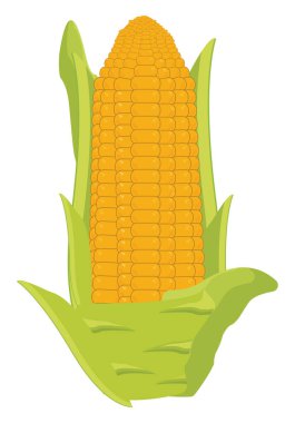 Beyaz arkaplanda mısır, illüstrasyon, vektör.