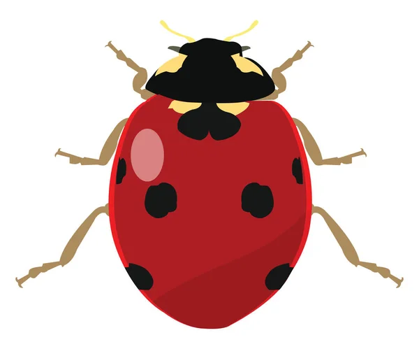 Roter Marienkäfer Illustration Vektor Auf Weißem Hintergrund — Stockvektor