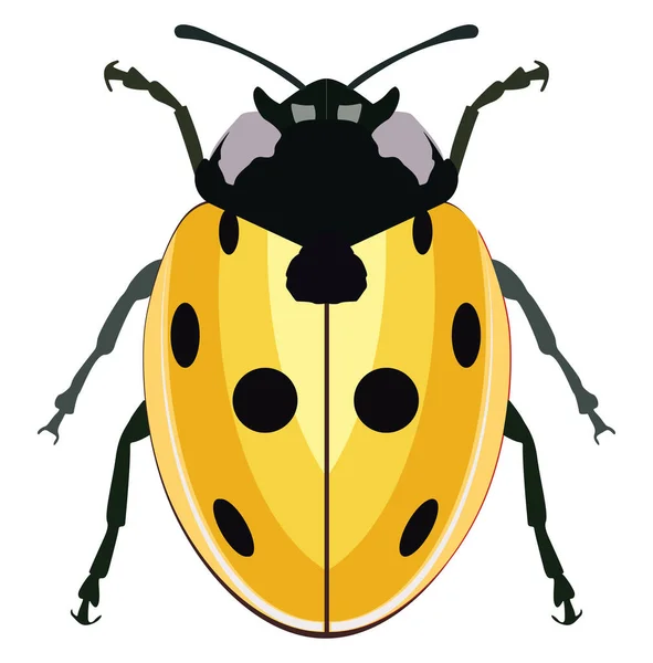 Yellow Ladybug Illustration Vector White Background — Stock Vector