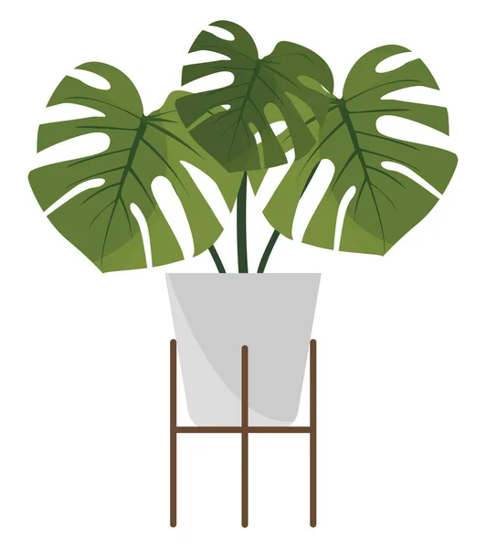 Monstera Pflanze Illustration Vektor Auf Weißem Hintergrund — Stockvektor