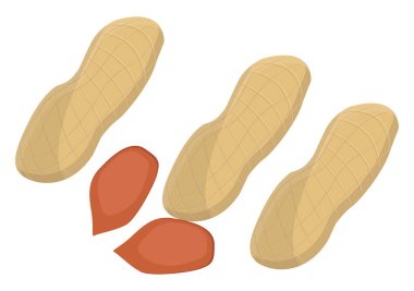 Fıstık bitkisi, illüstrasyon, beyaz arkaplandaki vektör.