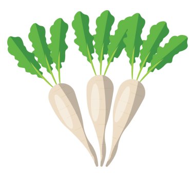 Beyaz turp, illüstrasyon, beyaz arkaplanda vektör.