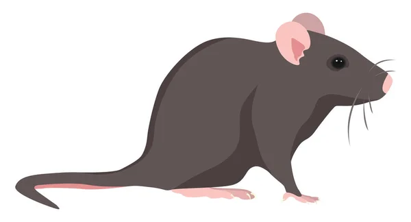 Rat Nuisible Illustration Vecteur Sur Fond Blanc — Image vectorielle