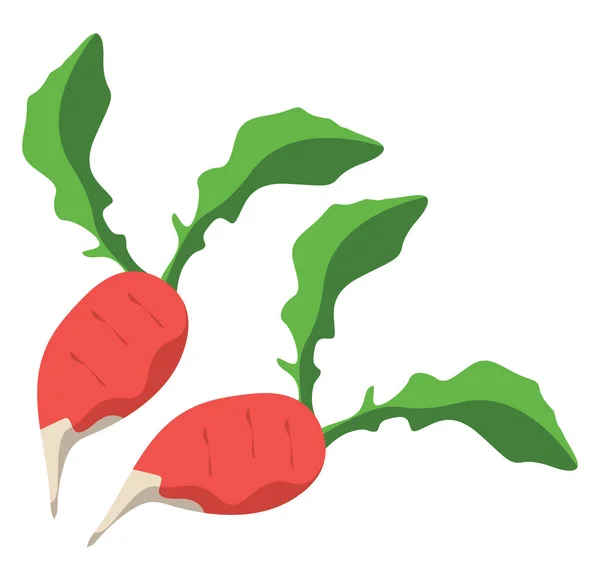 Red Radish Plant Illustration Vector White Background — 스톡 벡터