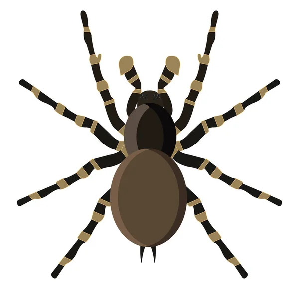 Ταραντούλα Αράχνη Εικονογράφηση Διάνυσμα Λευκό Φόντο — Διανυσματικό Αρχείο