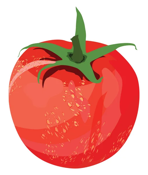 Rote Tomate Illustration Vektor Auf Weißem Hintergrund — Stockvektor