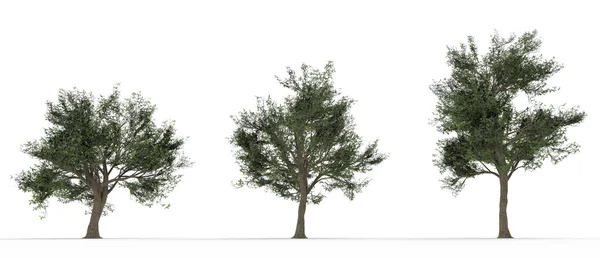 Arbres sur blanc Image En Vente