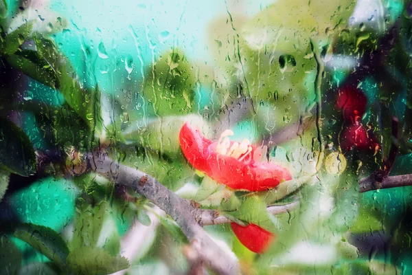 Kwiaty w deszczu — Zdjęcie stockowe