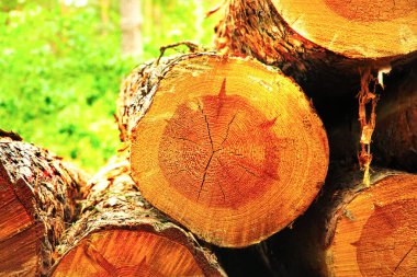Tree fellings in the forest